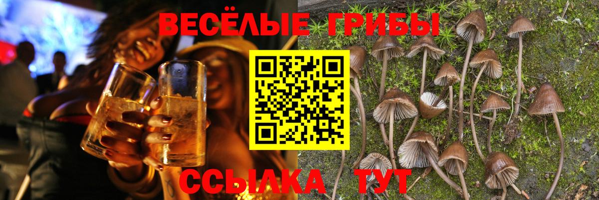 Псилоцибиновые грибы Psilocybe Клинцы