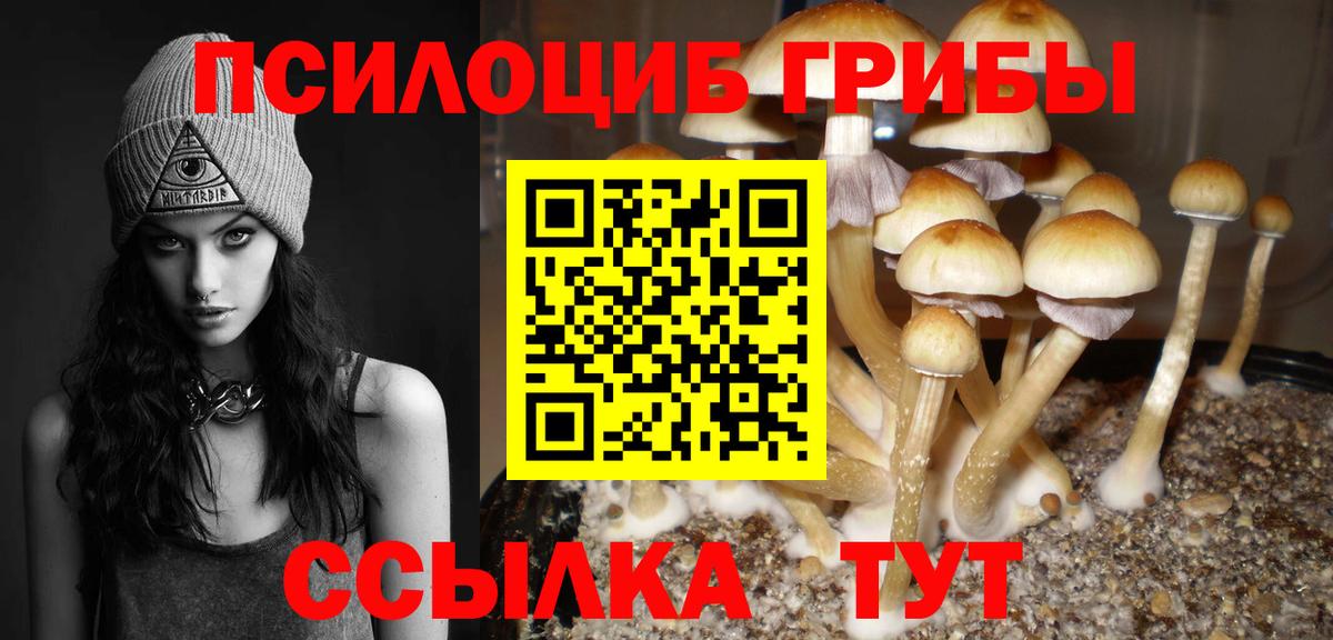 Клинцы  Псилоцибиновые грибы Cubensis  Вход с VPN 